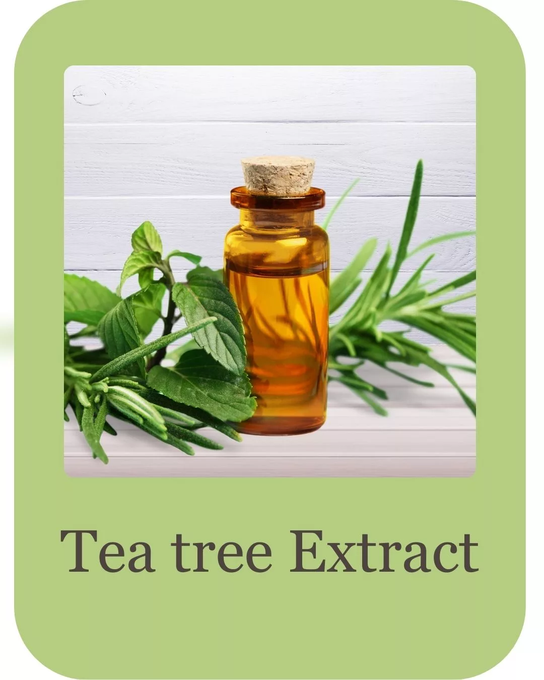 tea tree face wash benefits (10)