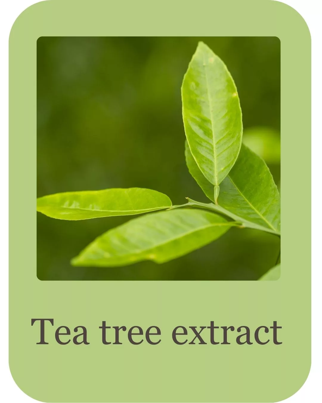 pimple care duo ingredients (11)